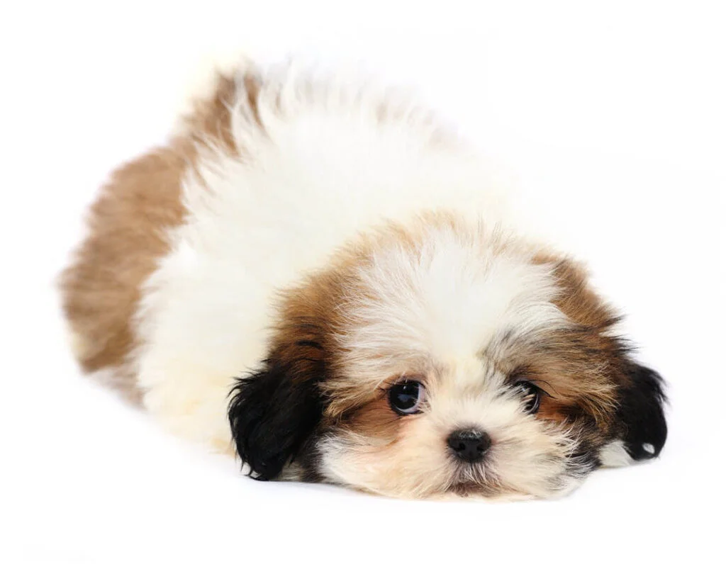 Shih Tzu