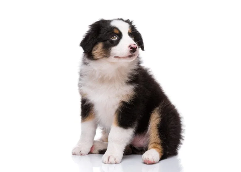 Australische herder