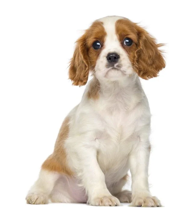 Cavalier King Charles