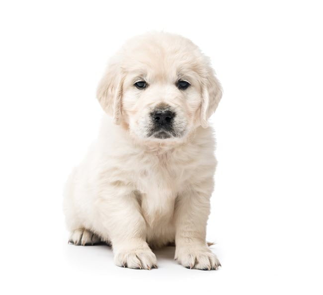 Golden retriever