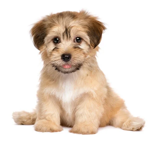 Havanezer puppy