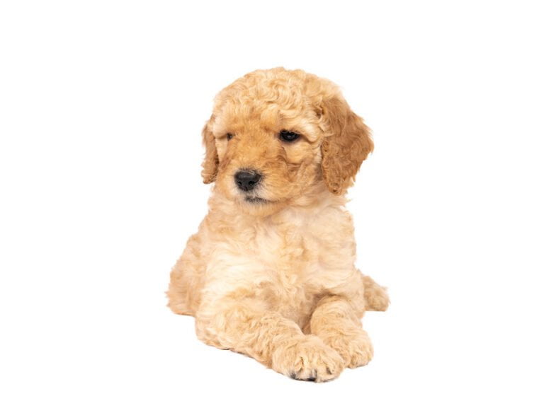 Labradoodle