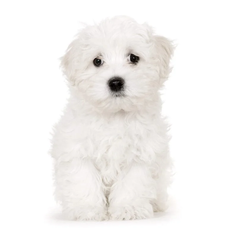 Maltezer