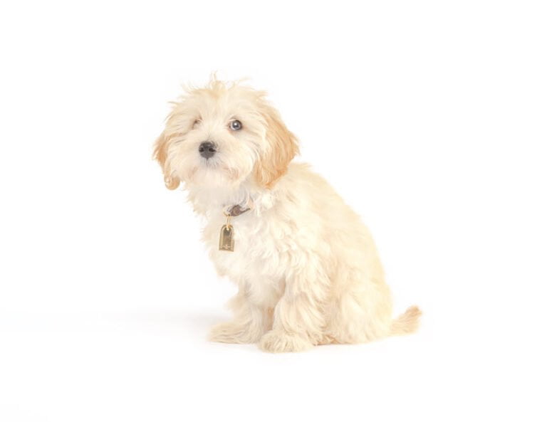 Maltipoo puppy