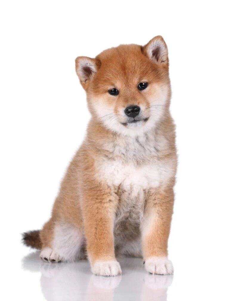 Shiba Inu
