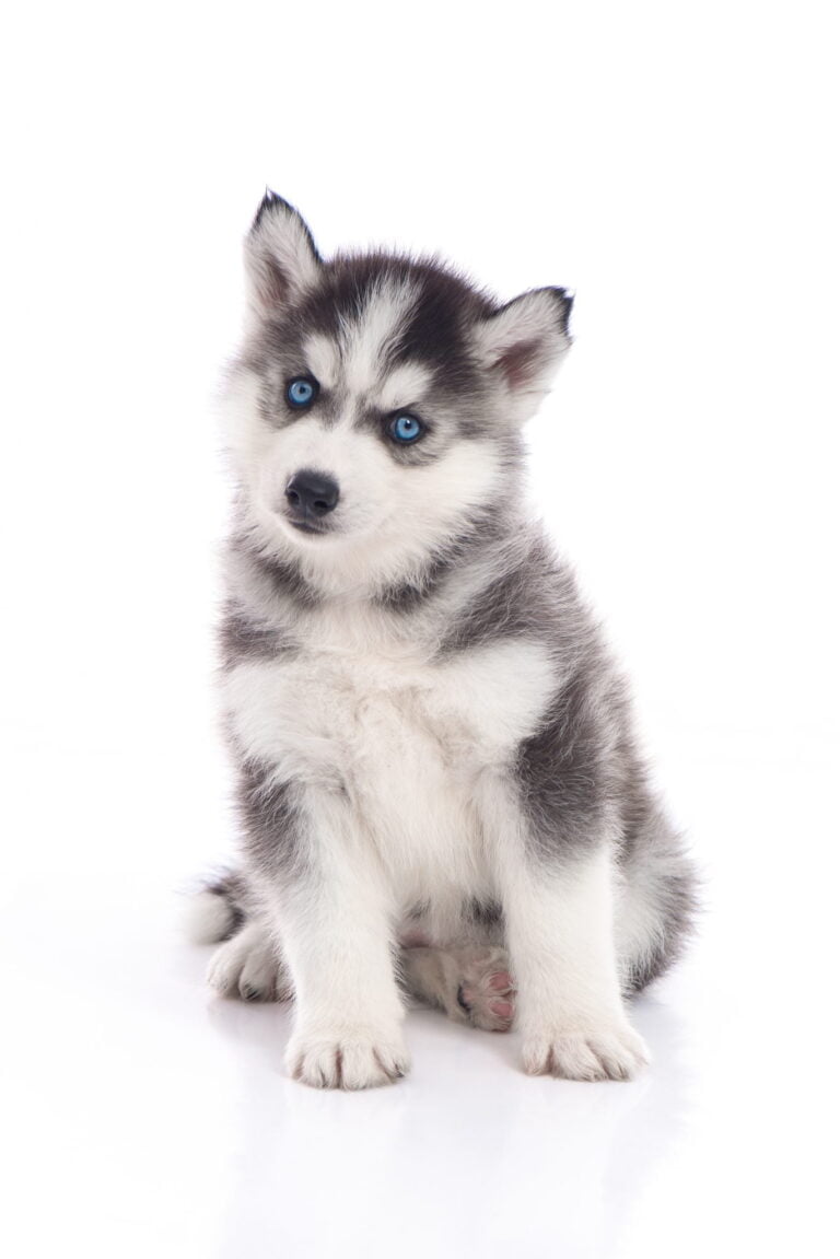 Siberische Husky